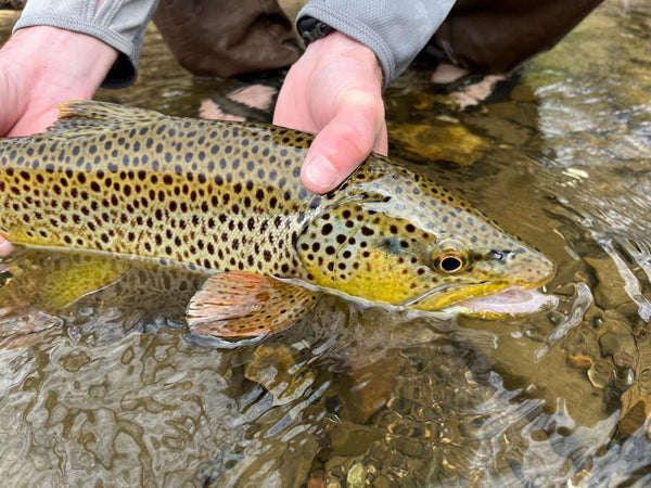 Fall Fishing Report - 2025