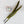 Wapsi Goose Quill