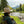Fishpond High Country Hat