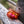 Fishpond Shallow Fly Puck