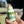 High N Dry Liquid Floatant