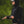 Simms Midstream Wool Insulated Hooded Jacket