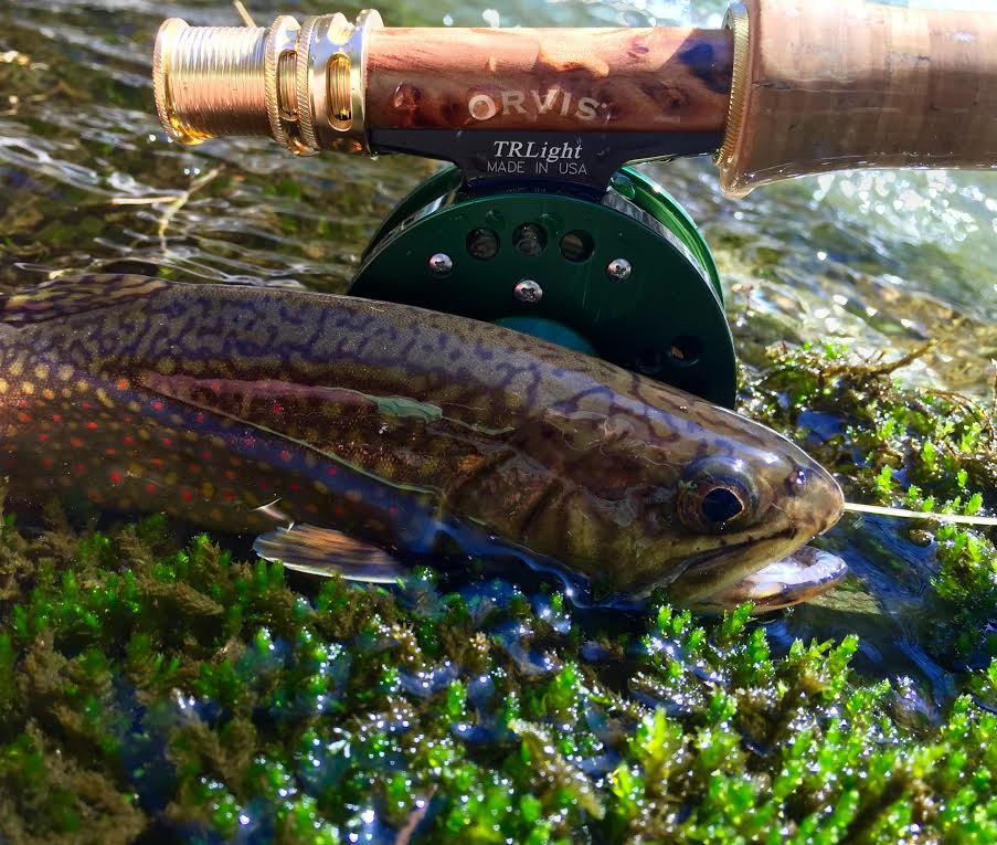 Fly Fishing for Brook Trout in the Blue Ridge Mountains. - Albemarle Angler