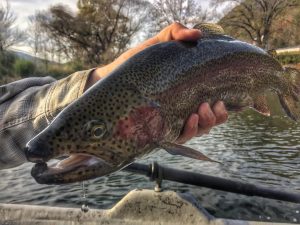 a rainbow trout from the South Holston river