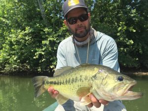 The Shenandoah and James River both hold some very large Largemouth bass as well as smallmouth. 