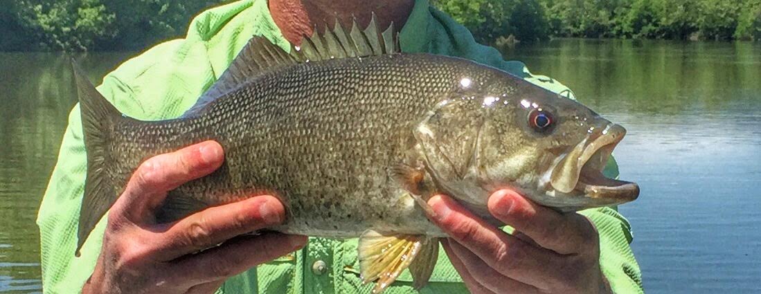 Shenandoah River smallmouth bass