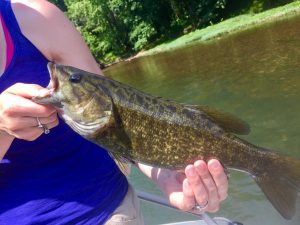 smallmouth bass from the Shenandoah river Virginia.