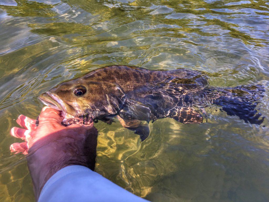 Shenandoan river smallmouth bass.