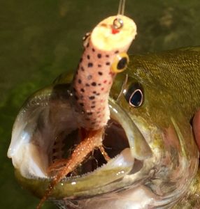 small mouth bass with wiggle minnow in mouth on the Shenandoah river.