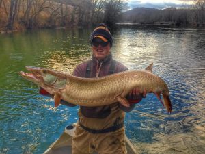50+" musky caught on the James River. Photo posted in photo gallery.