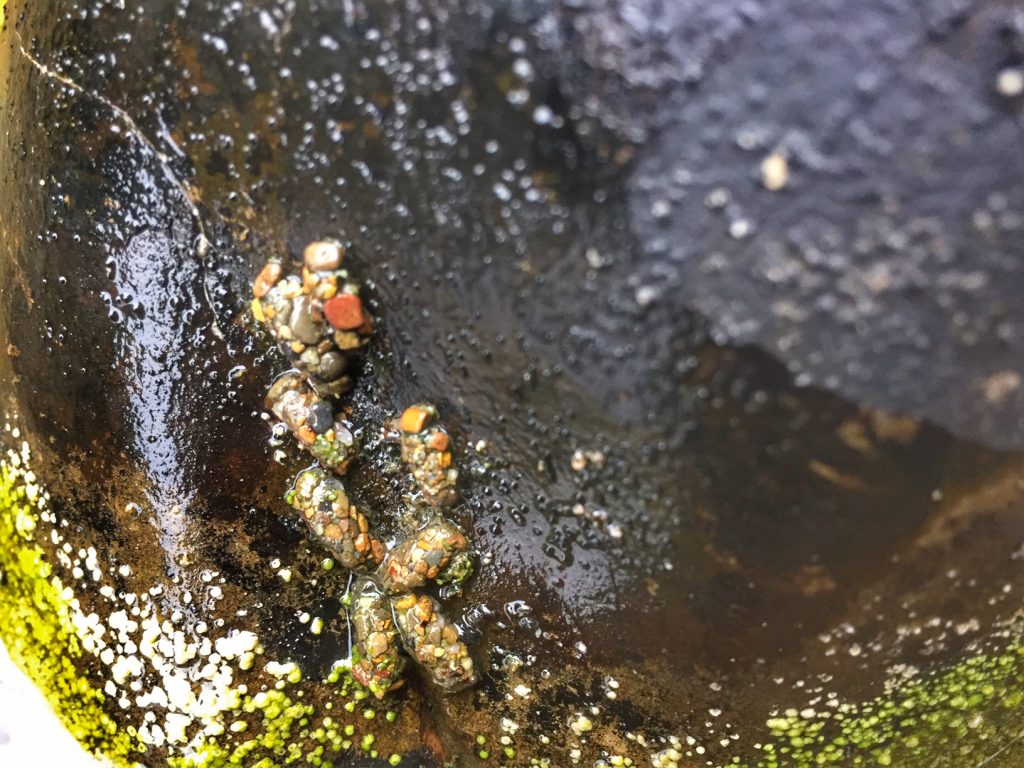 Caddis casings on a rock in the cowpasture river in Bath County.