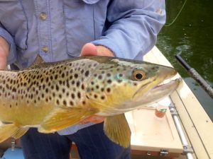 Brown trout from the South Holston River.