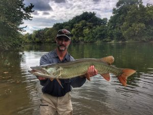 Angler with musky on the Shenandoah river virginia.