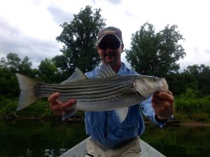 Stripe bass on the South Holston River, Tn