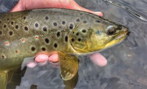 Brown trout from the West Branch ot the Delaware river.