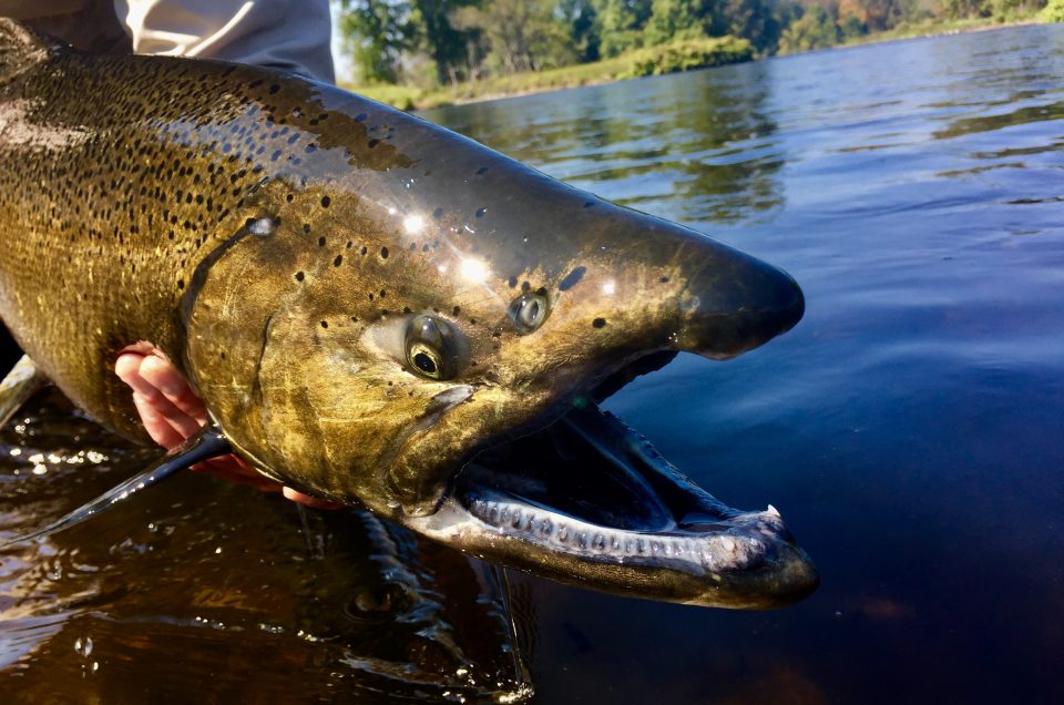 Close up picture of salmon on the salmon river.