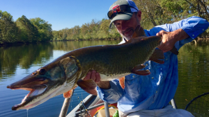 Angler holding musky caught on the Shenandoah River Musky.