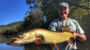 Angler with a beautiful musky from the Shenandoah River, Virginia.