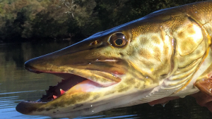 closeup picture of musky caught on the Shenandoah River.