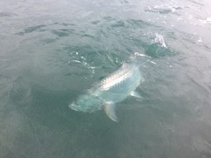 A fighting tarpon from Belize River Lodge, Belize.