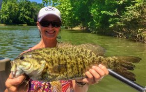 A very nice smallmouth bass caught by an angler while on a guided fly fishing trip in Virginia on the Shenandoah River.