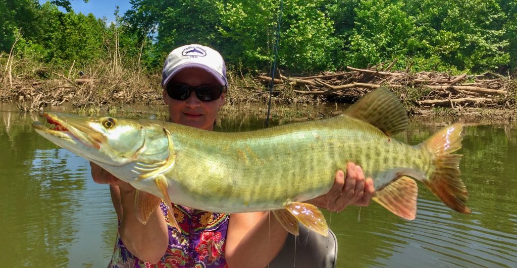 A Shenandoah river musky caught during a smallmouht bass guide trip.