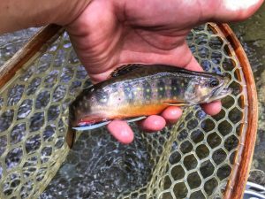 A brooktrout caught in the Shenandoah National Park while fishing with a Virginia fishing guide.