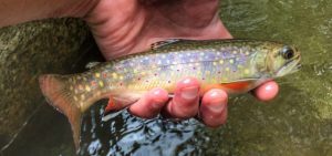 a brooktrout from the Shenandoah Park. Virginia fishing guides.