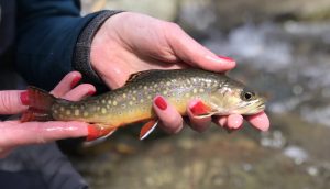 Brook trout caught on the Rapidan River in the Shenandoah National Park.