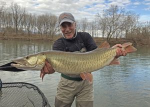 A very nice musky caught in the Shenandoah river, Virginia. Virginia musky guides.
