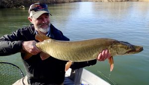 Another great Virginia musky from the Shenandoah river. Virginia musky guides.