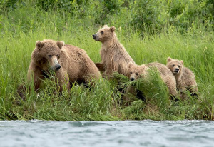 A mother brown bear and her cubs on the banks of the Alagnak River, Alaska
