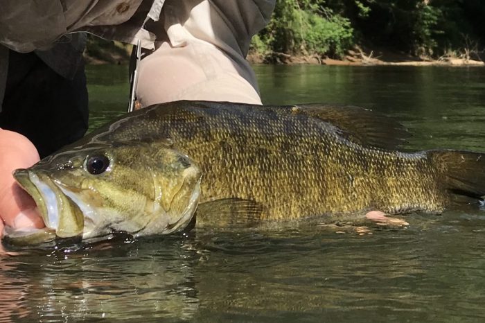 Smallmouth on the James and Shenandoah Rivers