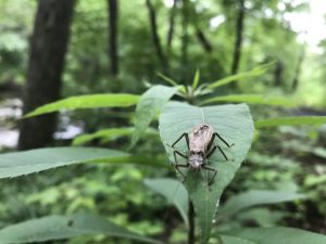 A large stonefly on a leaf.