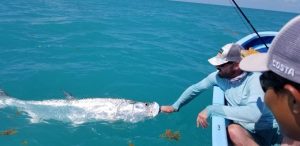 A 100+lbs tarpon being released in Ascenion Bay Mexico.