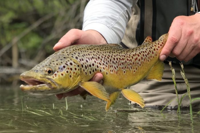 Tailwater Trout Float Trips on Jackson River