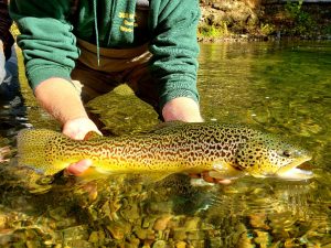 A beautiful brown trout.
